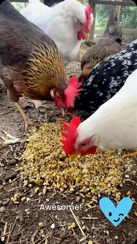 STOP Buying Expensive Deworming Meds—Here’s What We Feed Our Chickens ...