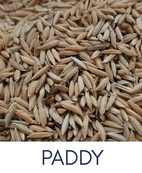 Rishabh Corporation: Purchase & Supply Grains