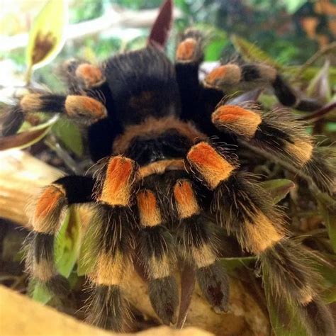 TARANTULA!!!11!11!11!1!11!
