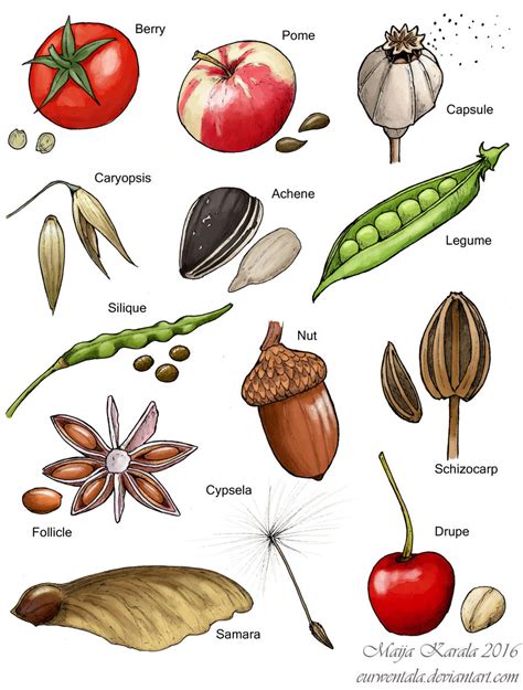 Fruit 的图像结果