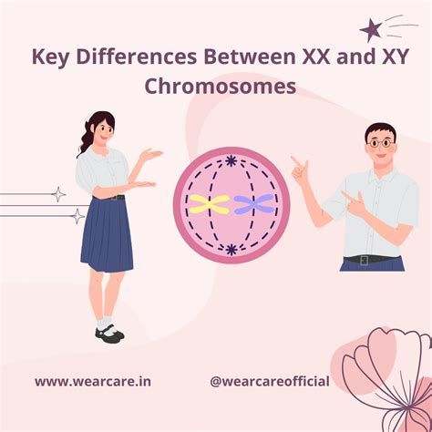 Xy And Xx Chromosomes