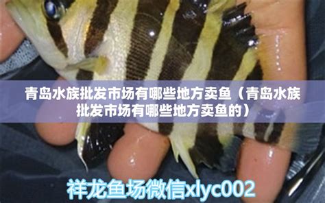 菏泽水族馆求助:一眉道人吃鱼眼 - 鱼缸等水族设备 - 广州观赏鱼批发市场