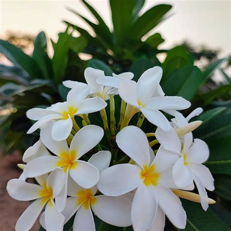 GOKUL JAWAI (Bisalpur) - Hotel Reviews, Photos, Rate Comparison ...