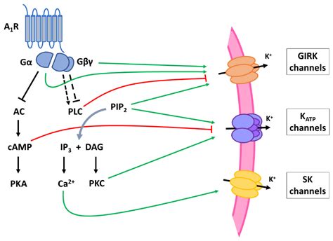 The Signaling Pathways Involved in the Anticonvulsive Effects of the ...