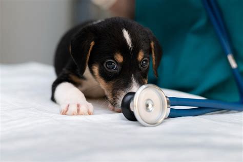 Las Vegas, NV Veterinary Services | South Valley Animal