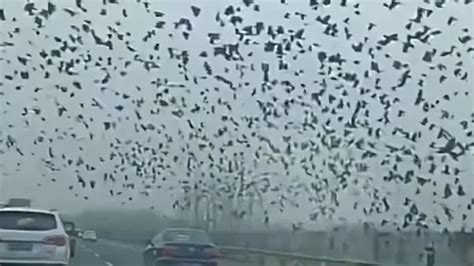 地震前兆？网传南京高速段上发现大量飞鸟聚集，当地回应：鸟迁徙 - 哔哩哔哩