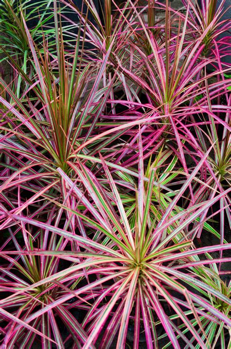 Dracaena Marginata Tricolor Care