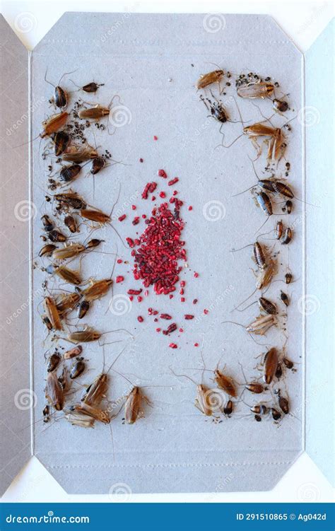 Many Cockroaches Caught in the Sticky Trap, Insect Control at Home ...