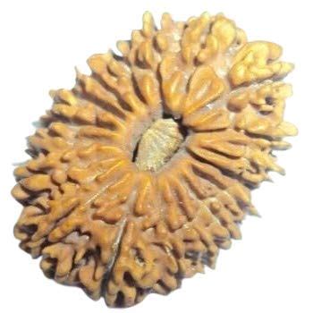 The Gallery Of Gemstones 18 Mukhi 18 Face Natural Beed Nepal Rudraksha ...