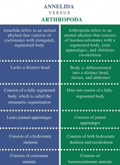 differentiate in annelids and arthropods in points. annelids v/s ...