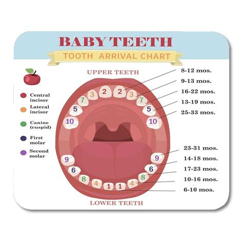 Buy Yanteng Mouse Pads Mouse Pads Tooth Arrival Chart Infographic ...