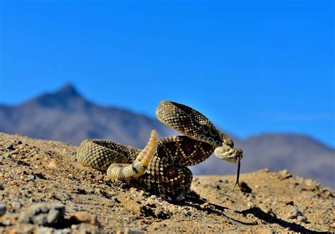 Rattlesnakes of Arizona: What Every Hiker Should Know