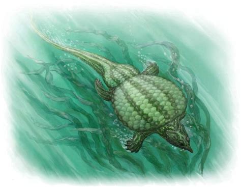 Image result for Ancient Shell Sea Creature