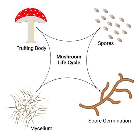 Premium Vector | Mushroom life cycle spores spore germination mycelium ...