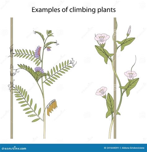 Climbing Stem