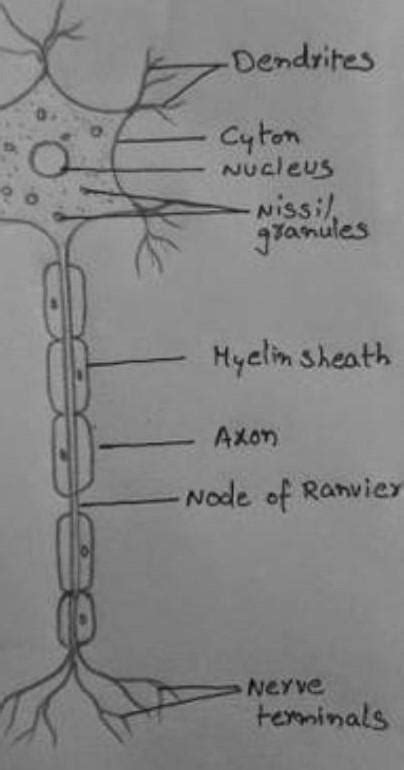 Long branched nerve cell diagram - Brainly.in