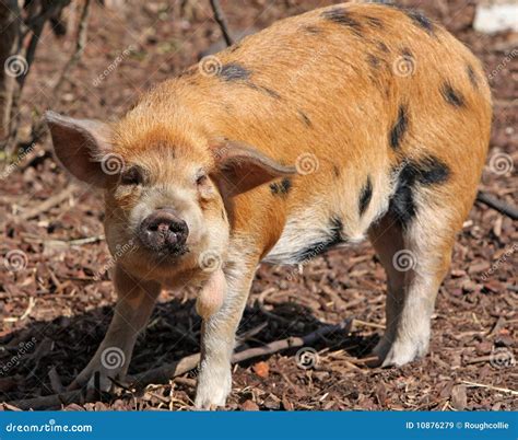 Kune Kune pig stock image. Image of small, farm, livestock - 10876279