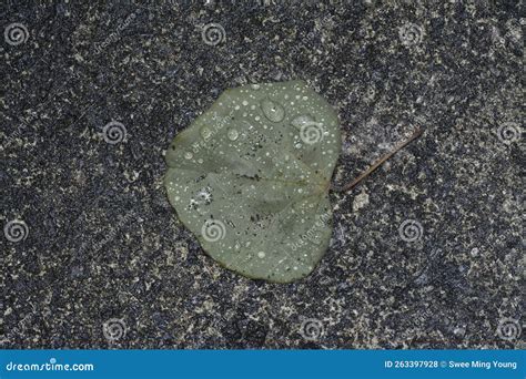 Fallen Spade-shaped Leaf on the Street after Rain Stock Photo - Image ...