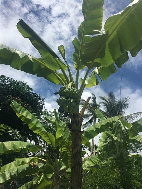 香蕉树图片_荔枝树 - 随意优惠券