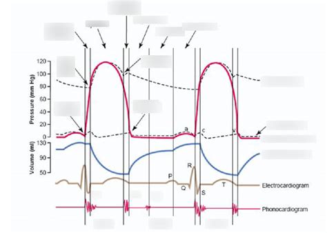 Image result for Cardiac Cycle Tutorial