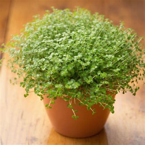 19 Best Terrarium Plants For Low Light | Houseplant Alley