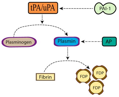 Plasminogen Activators in Neurovascular and Neurodegenerative Disorders