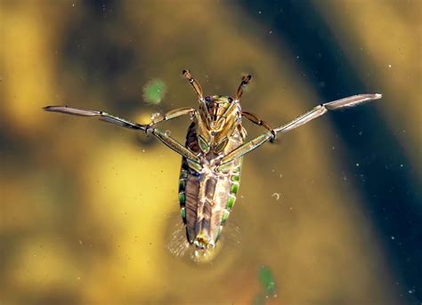 Water boatman | Aquatic, Predator, Nocturnal | Britannica