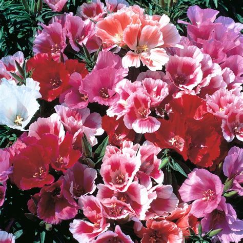 Creative Farmer Flower Seeds : Godetia Azalea-Like Blooms Live Plant ...