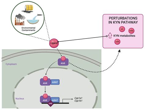 An Emerging Cross-Species Marker for Organismal Health: Tryptophan ...