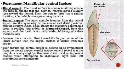 The mandibular incisors | PDF