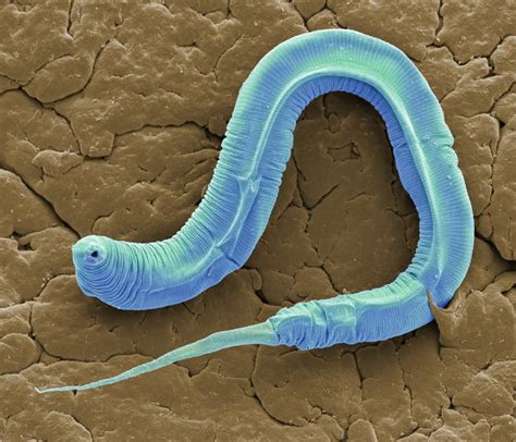 A Roundworm Species Was Just Revived After 46,000 years In The Siberian ...