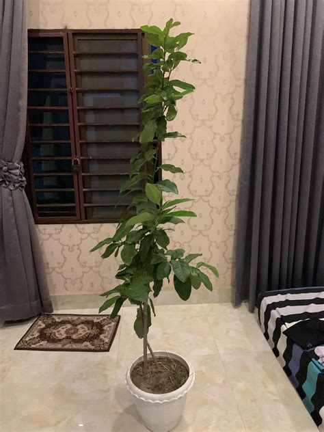 I got a 1 year old lemon tree thats getting very tall (5’6), how do i ...