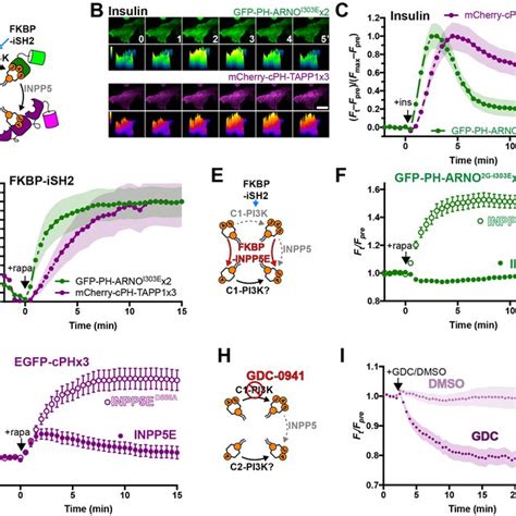 Image result for PI3K PIP PIP2 PIP3