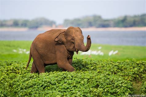 Sri Lankan Elephant | Will Burrard-Lucas