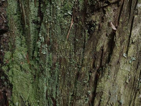 Image result for Oak Tree Rot Base of Trunk