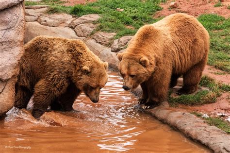Bears in the Oklahoma City Zoo jigsaw puzzle in Animals puzzles on ...