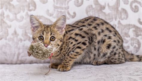 Savannah Cat - F1, F2, F3, F4, F5 -Serval and Domestic Cat Mix