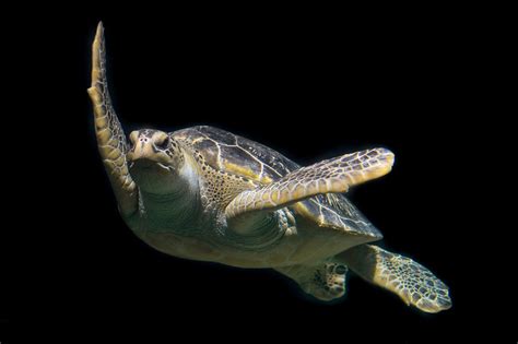 Are Turtles Reptiles? - Earth.com