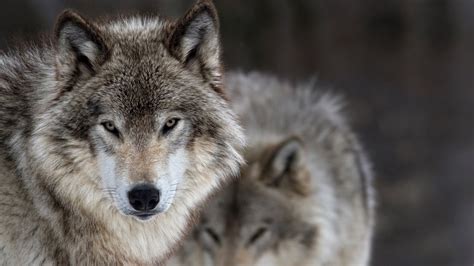Gray Wolf Behavior