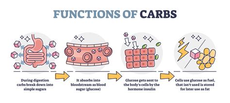 What Happens If You Don't Eat Enough Carbohydrates? - Ethical Inc
