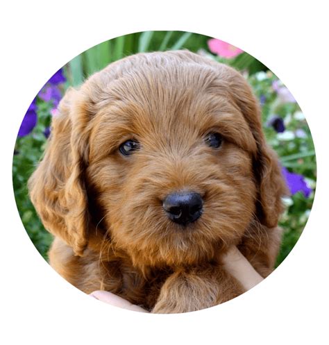 Havapoo Size 的图像结果