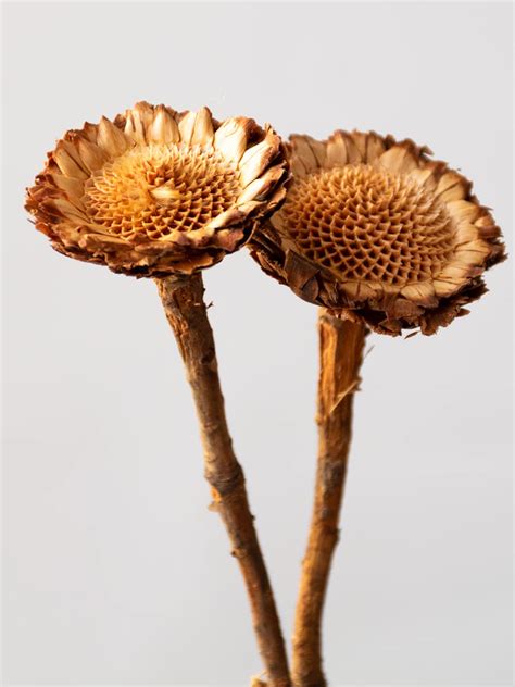 Buy Whispering Homes Dried Natural African Sunflowers | Dried Flower ...