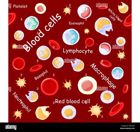 Image result for Lymphocytes Microscopic View