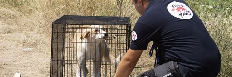 Catch, Neuter, Vaccinate & Return (CNVR) Online Course - FOUR PAWS ...