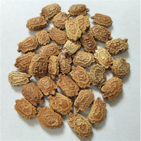 Buy White Bitter Gourd Non Hybrid Seeds online in India
