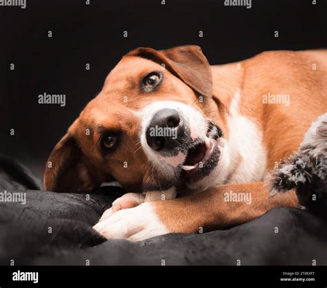 Happy dog with rawhide stick on dark background. Brown dog with chew ...