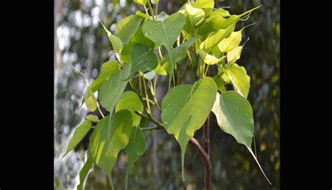 Know The Right Direction To Keep Plants in House For Growth and ...