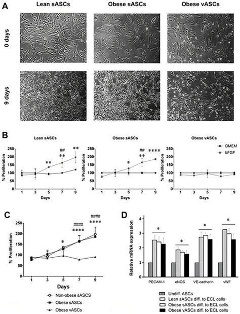 Differentiation of Adipose Tissue Mesenchymal Stem Cells into ...