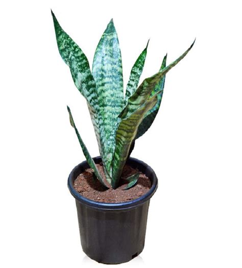 SANSIVERIA Snake Plant- Small | TheGreenyard.in