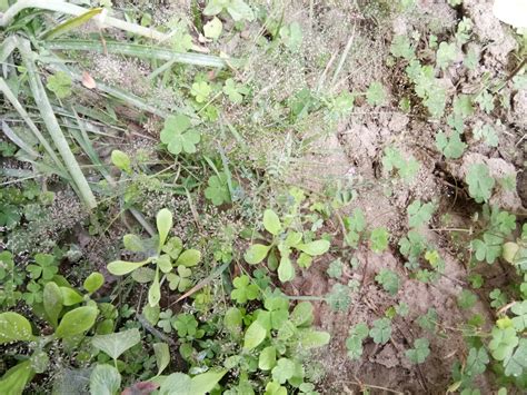 Control weeds organically